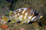 Gopher rockfish in the rocks
